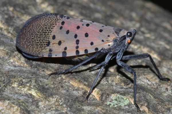 Spotted lanternfly adult 5jpg decb5f59866a839c